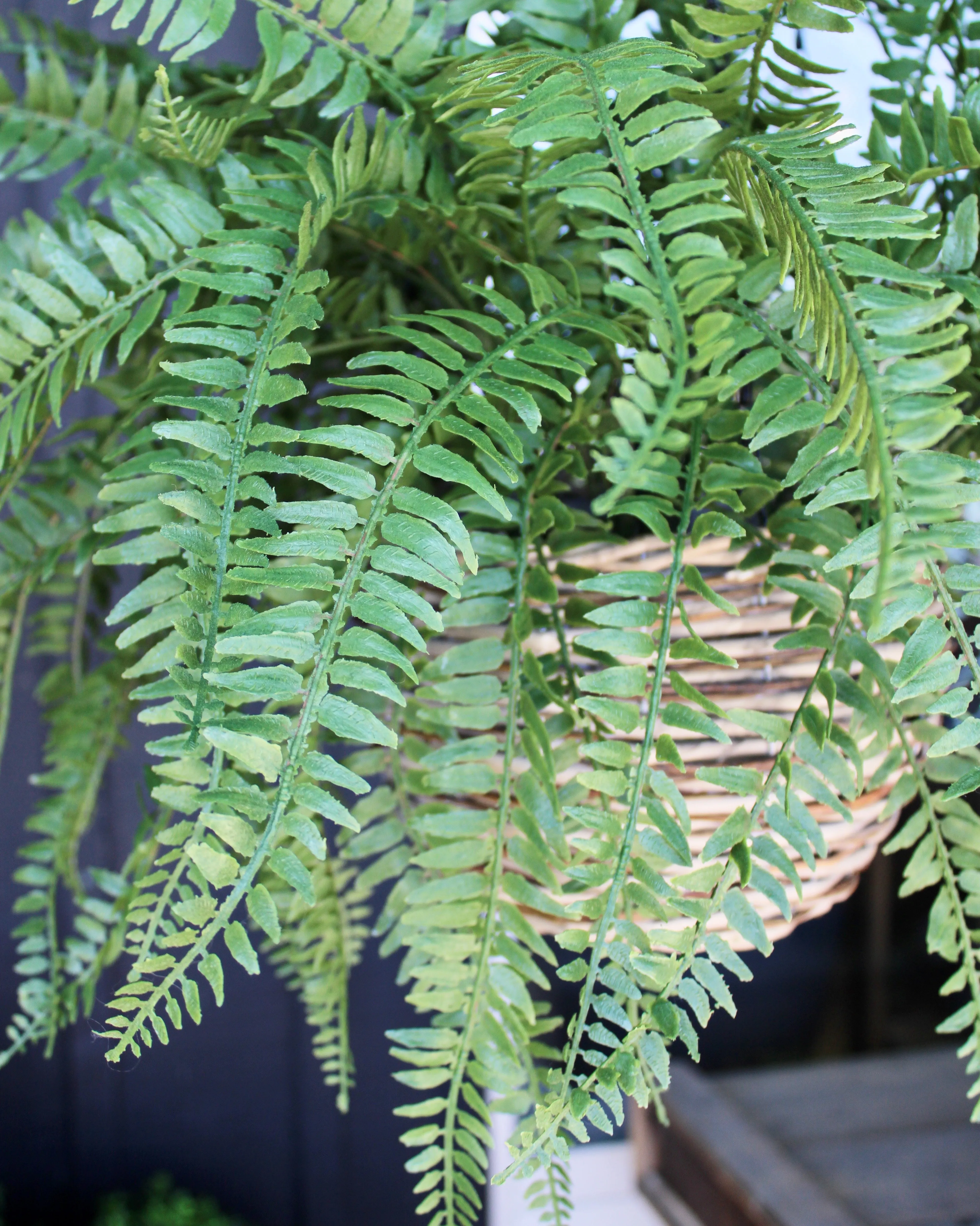 Western Sword Fern Bush