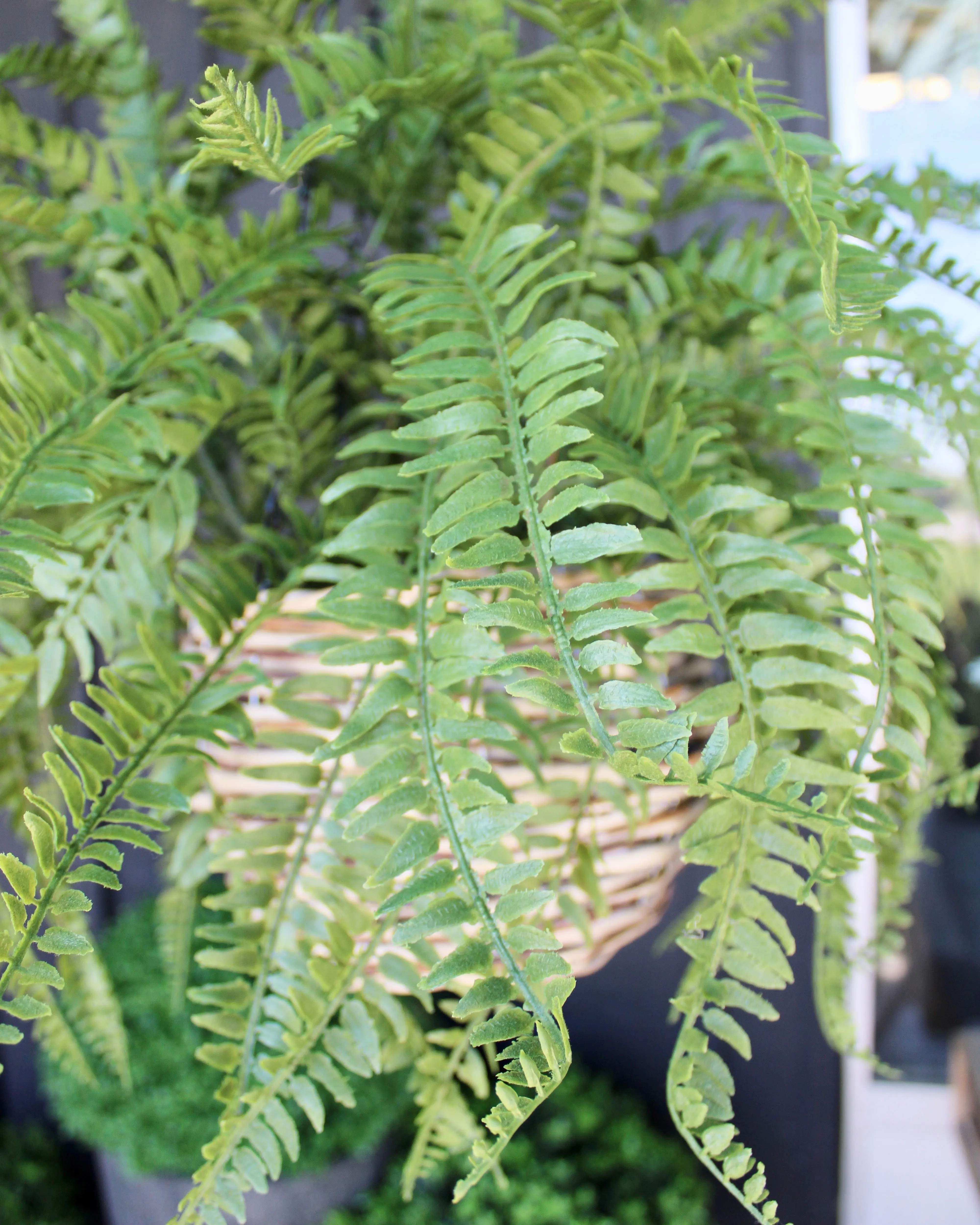 Western Sword Fern Bush