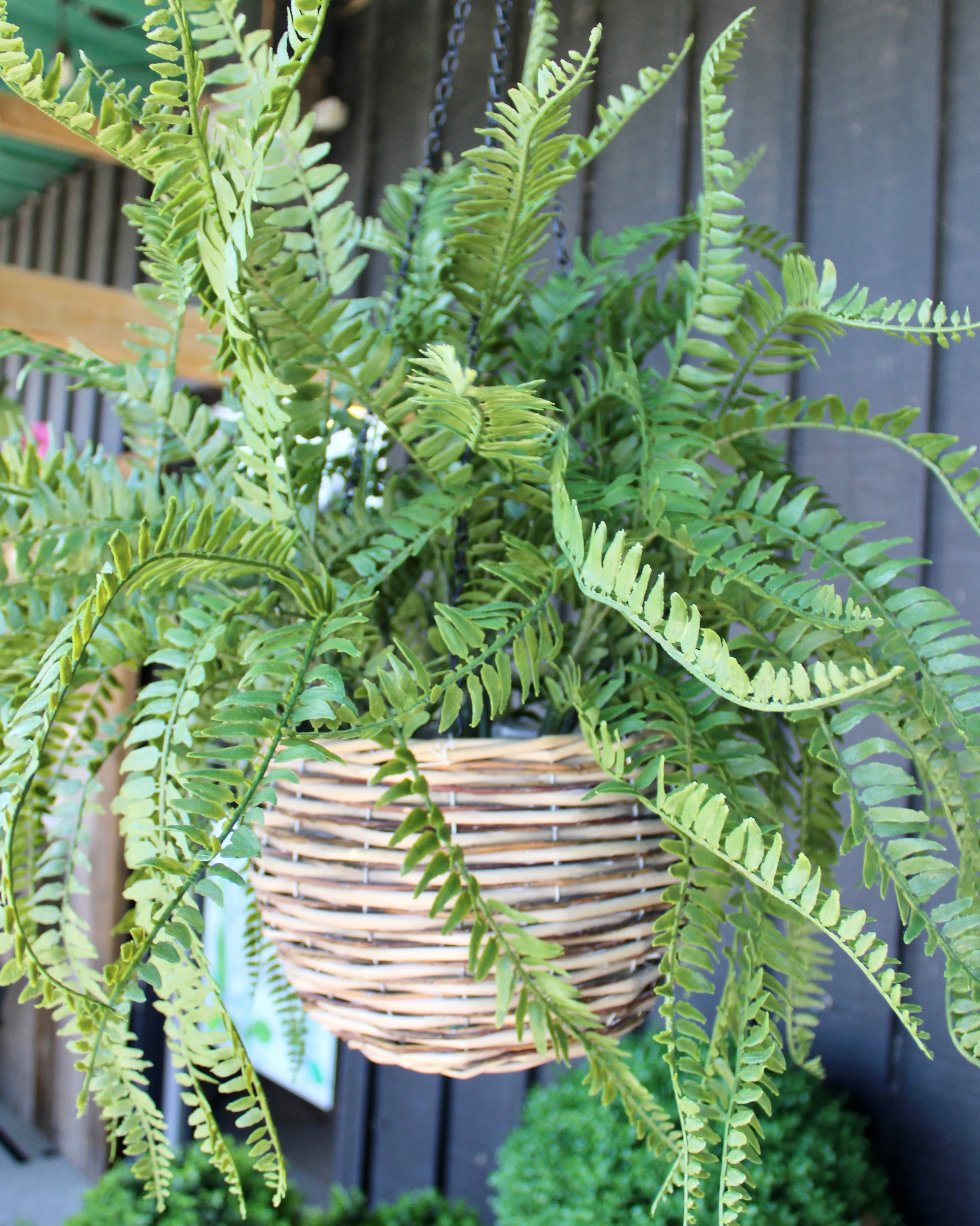 Western Sword Fern Bush